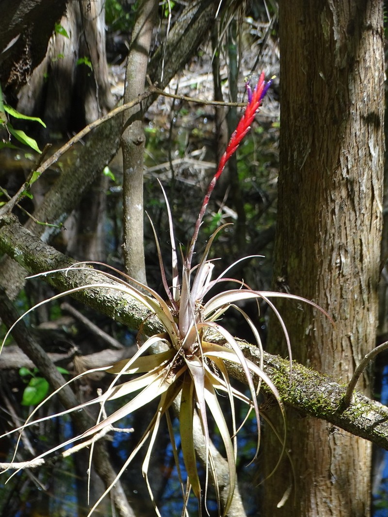Leatherleaf Airplant photo 3