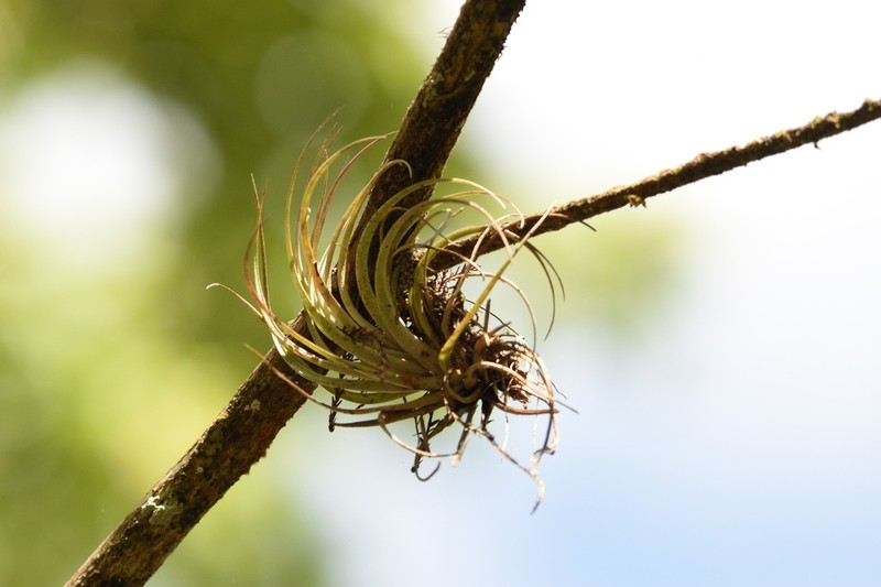 Leatherleaf Airplant photo 4