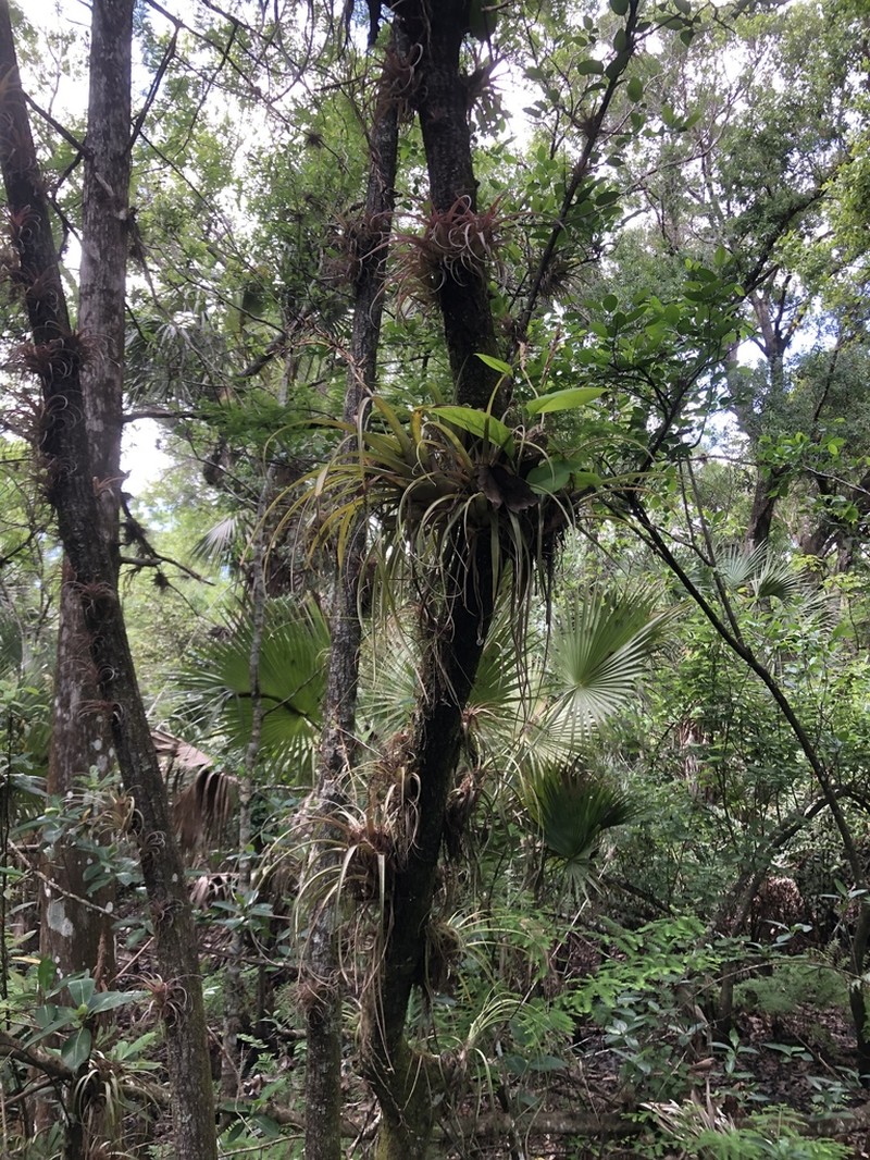 Leatherleaf Airplant photo 5