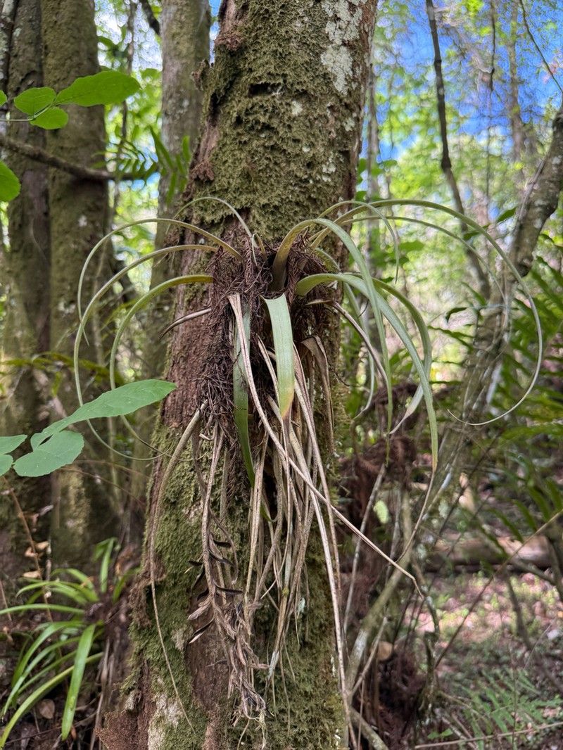 Leatherleaf Airplant photo 6