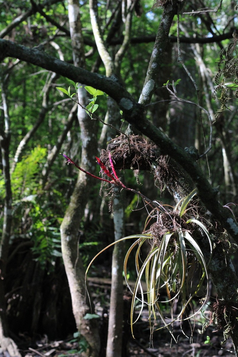 Leatherleaf Airplant photo 8