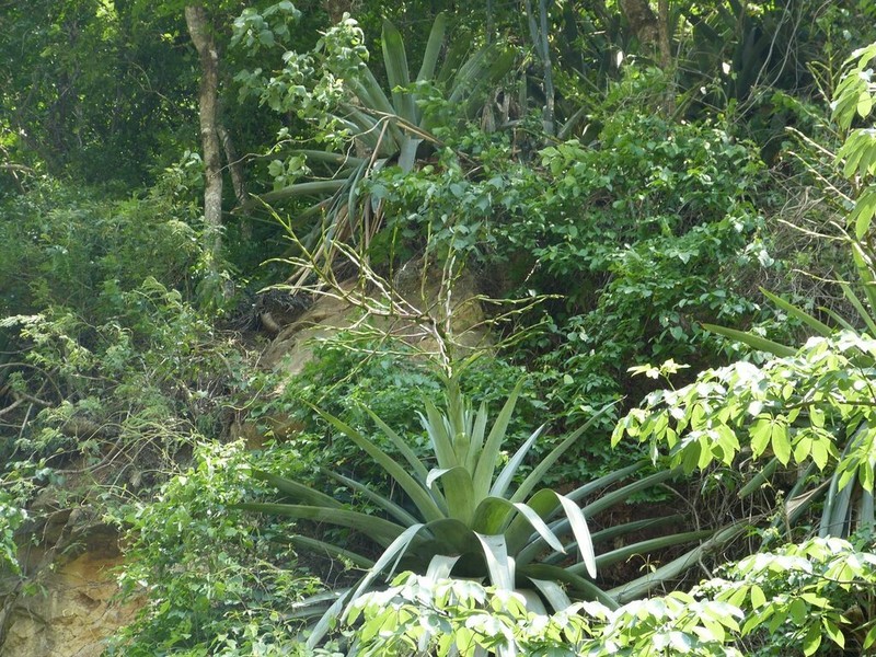 Tillandsia zizkae