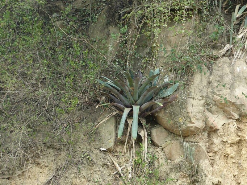 Tillandsia zizkae photo 2