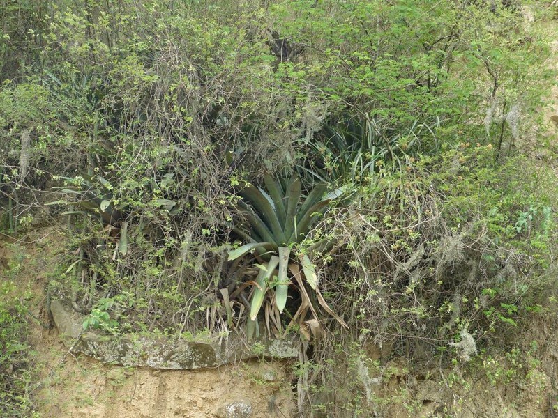 Tillandsia zizkae photo 3