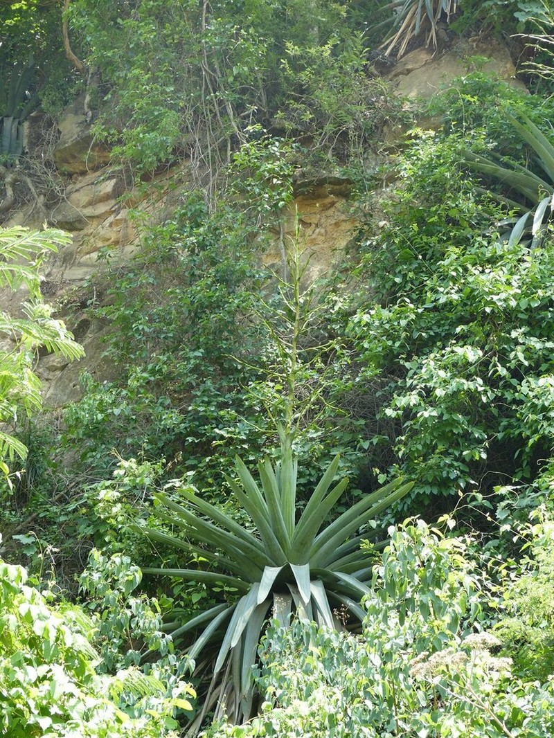 Tillandsia zizkae photo 4