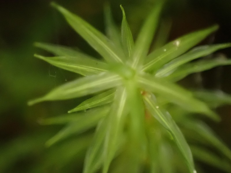 Austria Timmia Moss