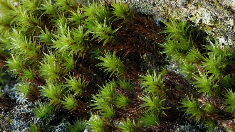 Austria Timmia Moss photo 2
