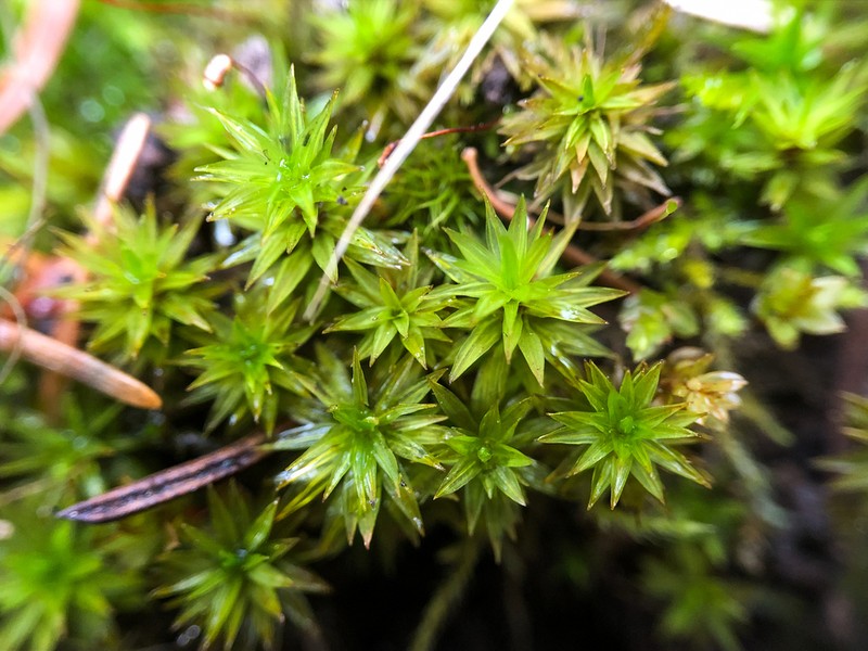 Austria Timmia Moss photo 3