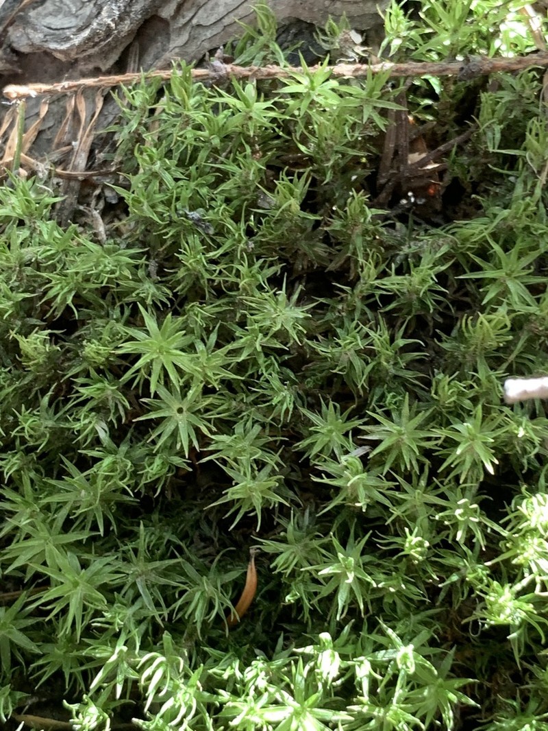 Austria Timmia Moss photo 4