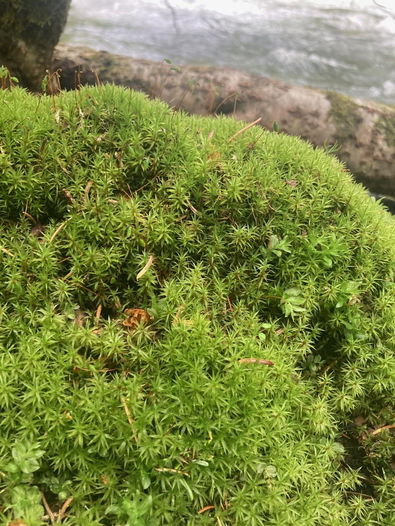 Austria Timmia Moss photo 5