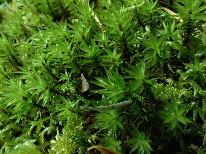 Austria Timmia Moss photo 6