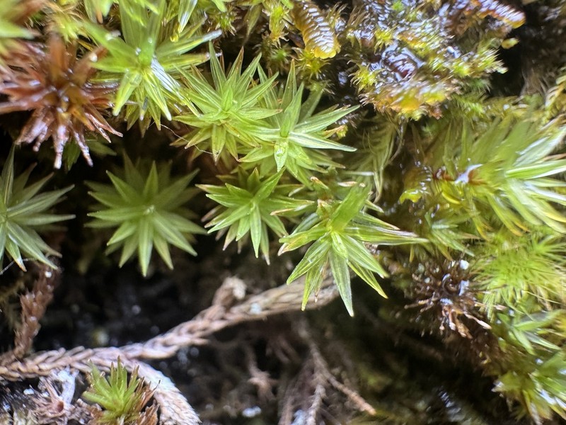 Austria Timmia Moss photo 7