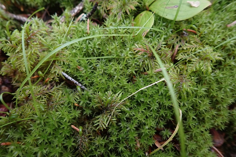 Austria Timmia Moss photo 8