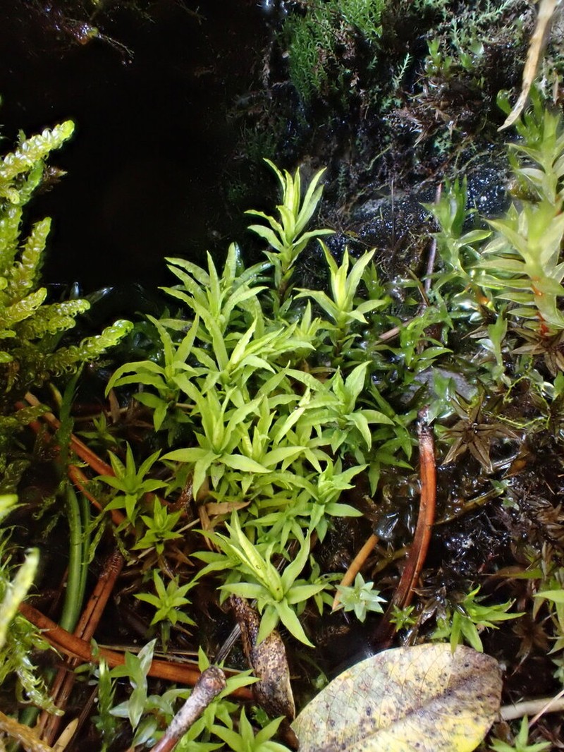 Norwegian Timmia Moss