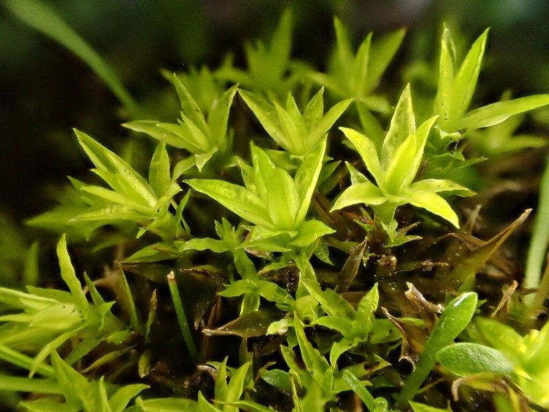 Norwegian Timmia Moss photo 2