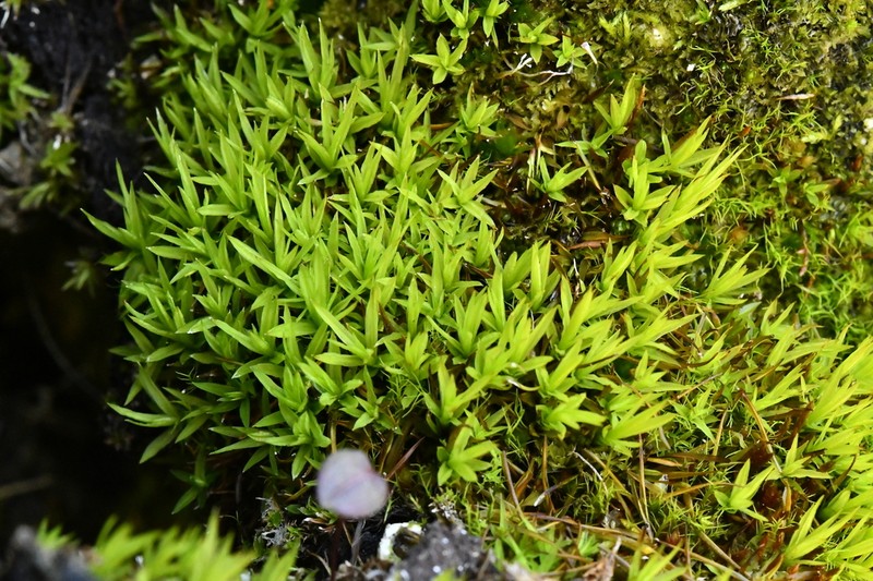 Norwegian Timmia Moss photo 3