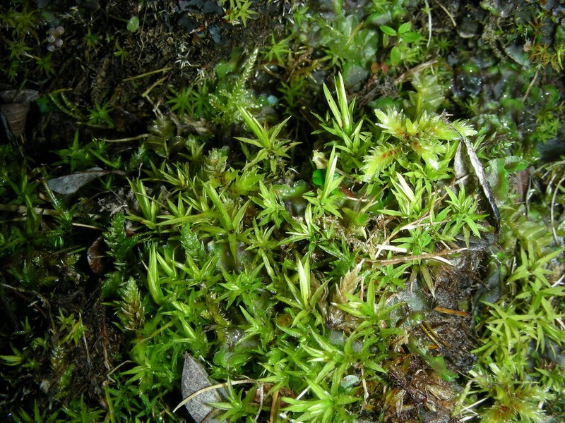 Norwegian Timmia Moss photo 4