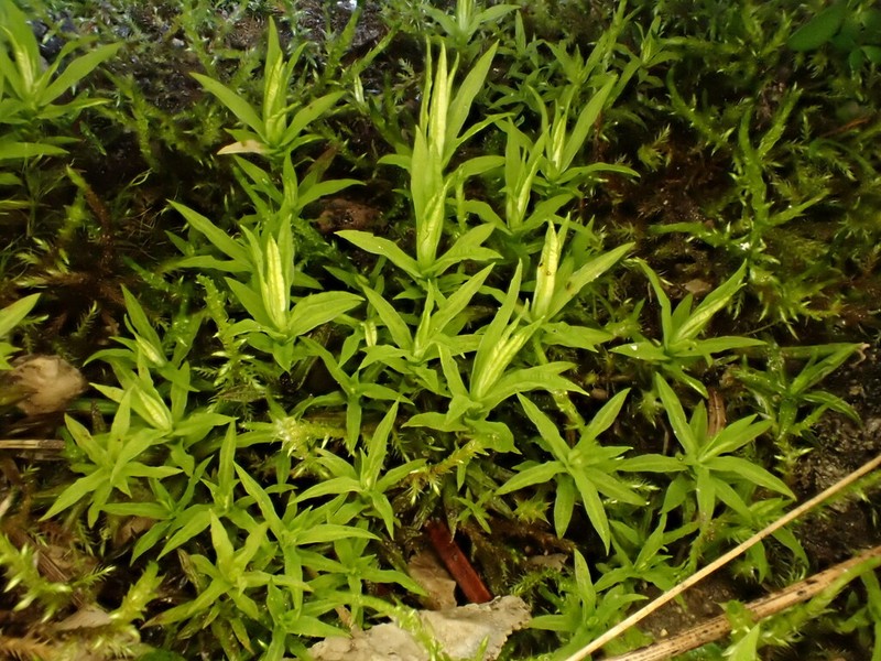 Norwegian Timmia Moss photo 5