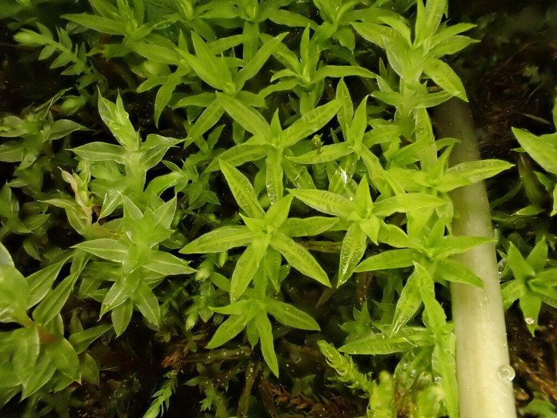 Norwegian Timmia Moss photo 6