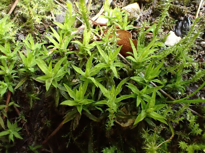 Norwegian Timmia Moss photo 7