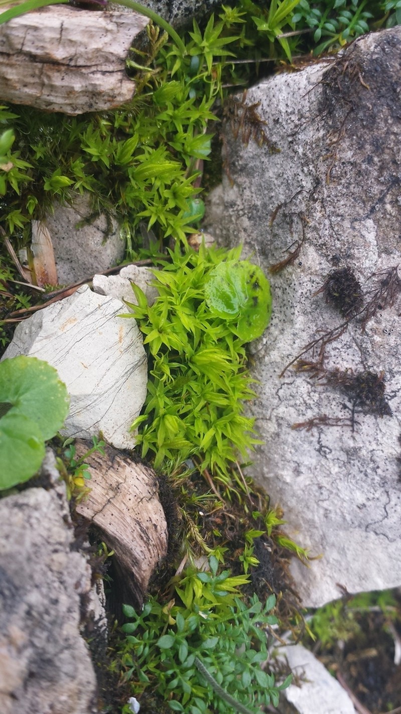 Norwegian Timmia Moss photo 8