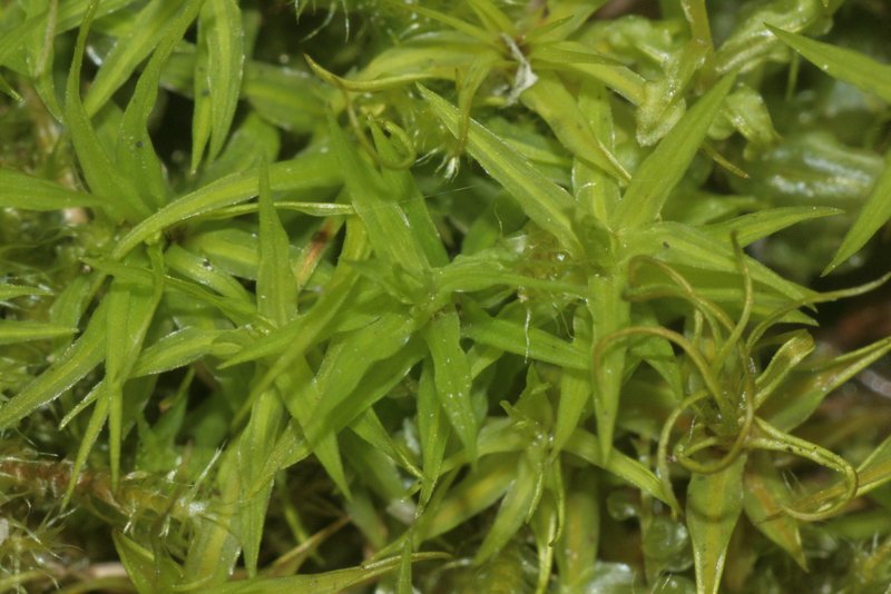 Norwegian Timmia Moss