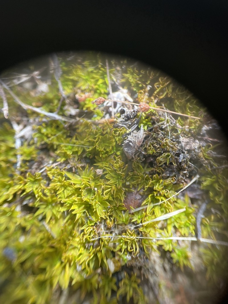 Timmiella Moss