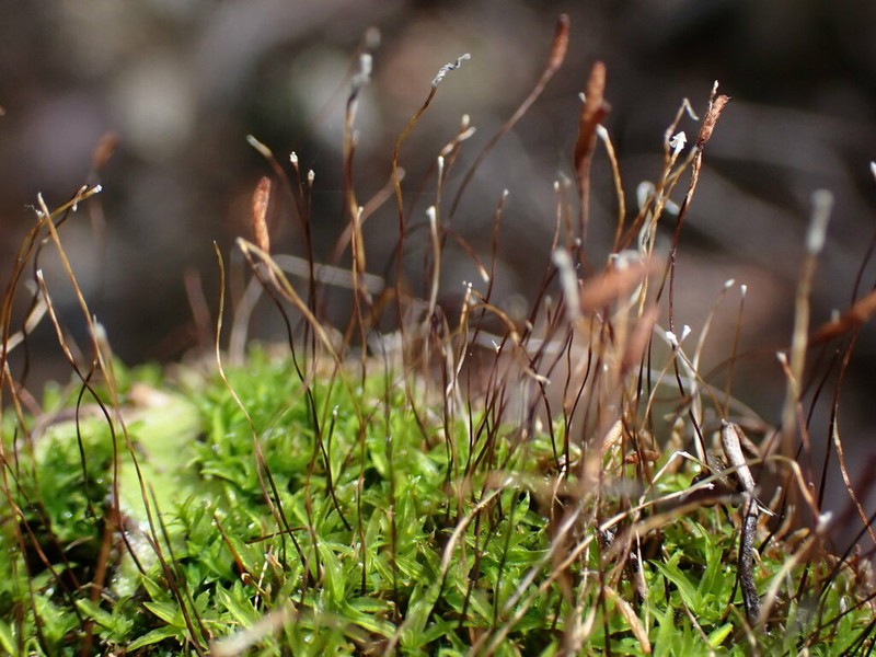 Timmiella Moss photo 2