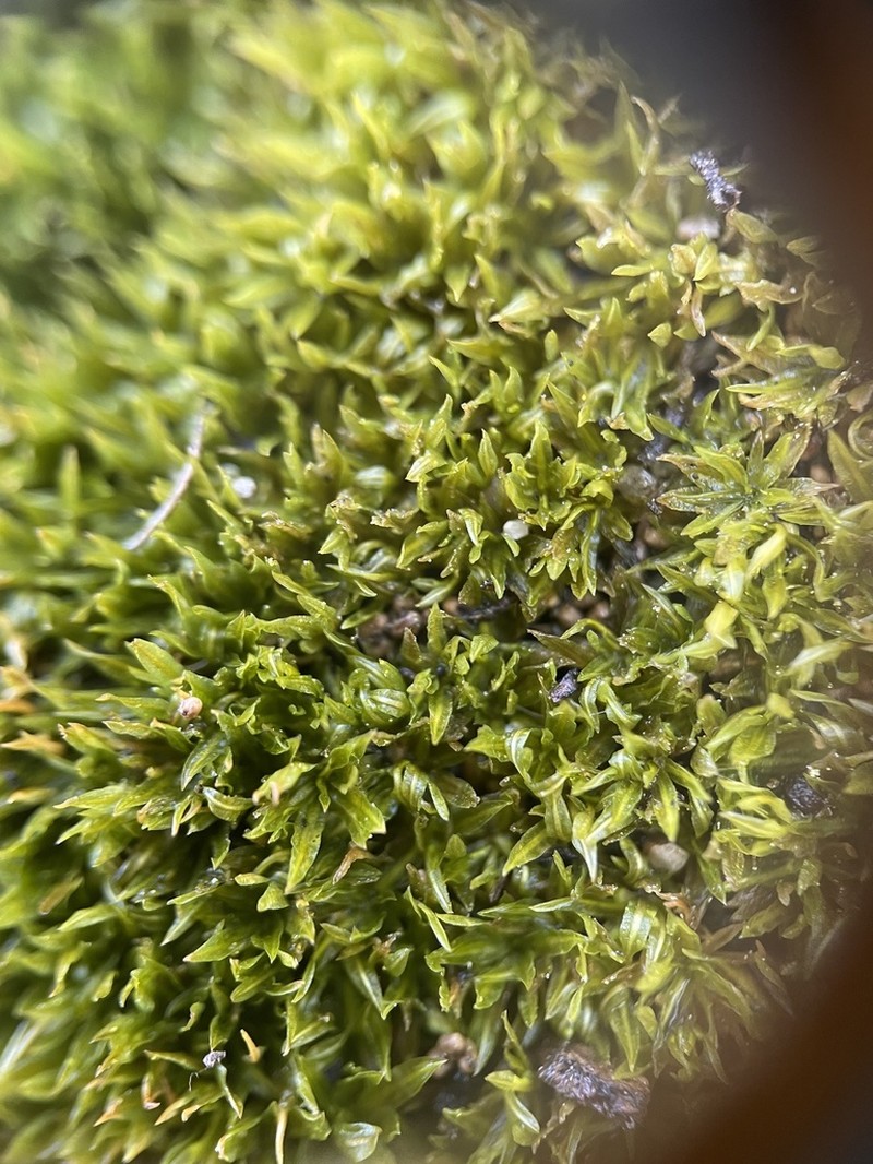 Timmiella Moss photo 3