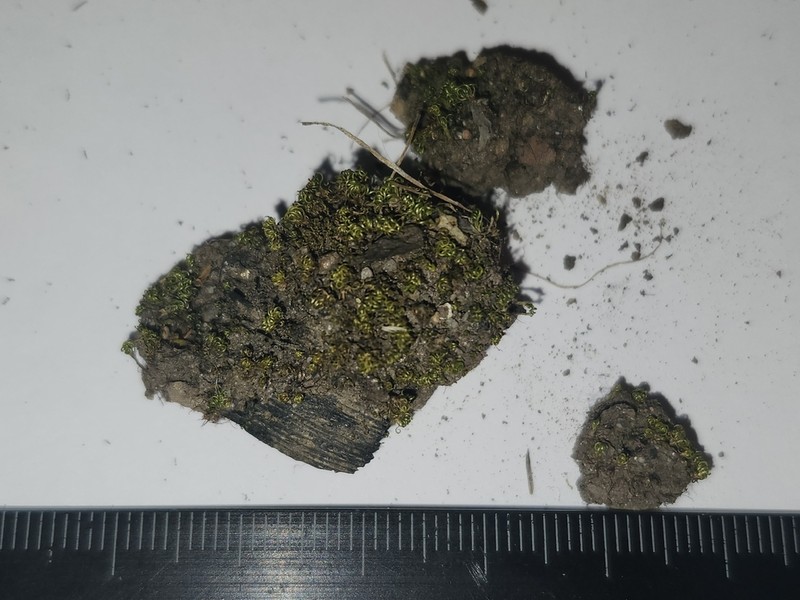 Timmiella Moss photo 4
