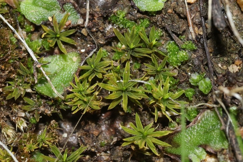 Timmiella Moss photo 5