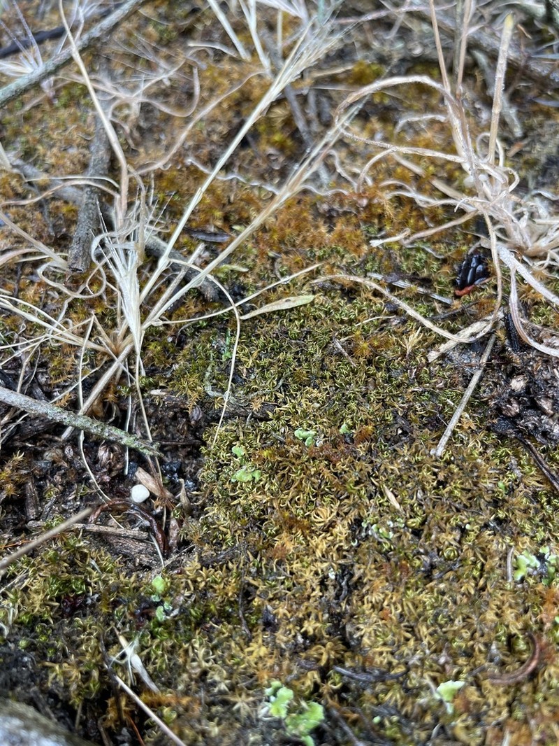 Timmiella Moss photo 6