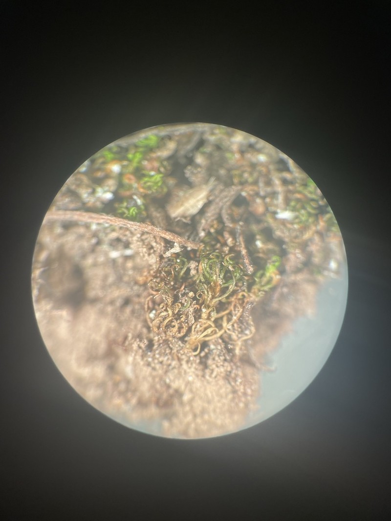 Timmiella Moss photo 7