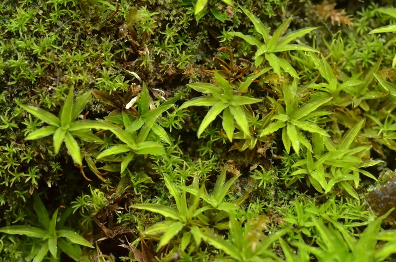 Timmiella Moss photo 8