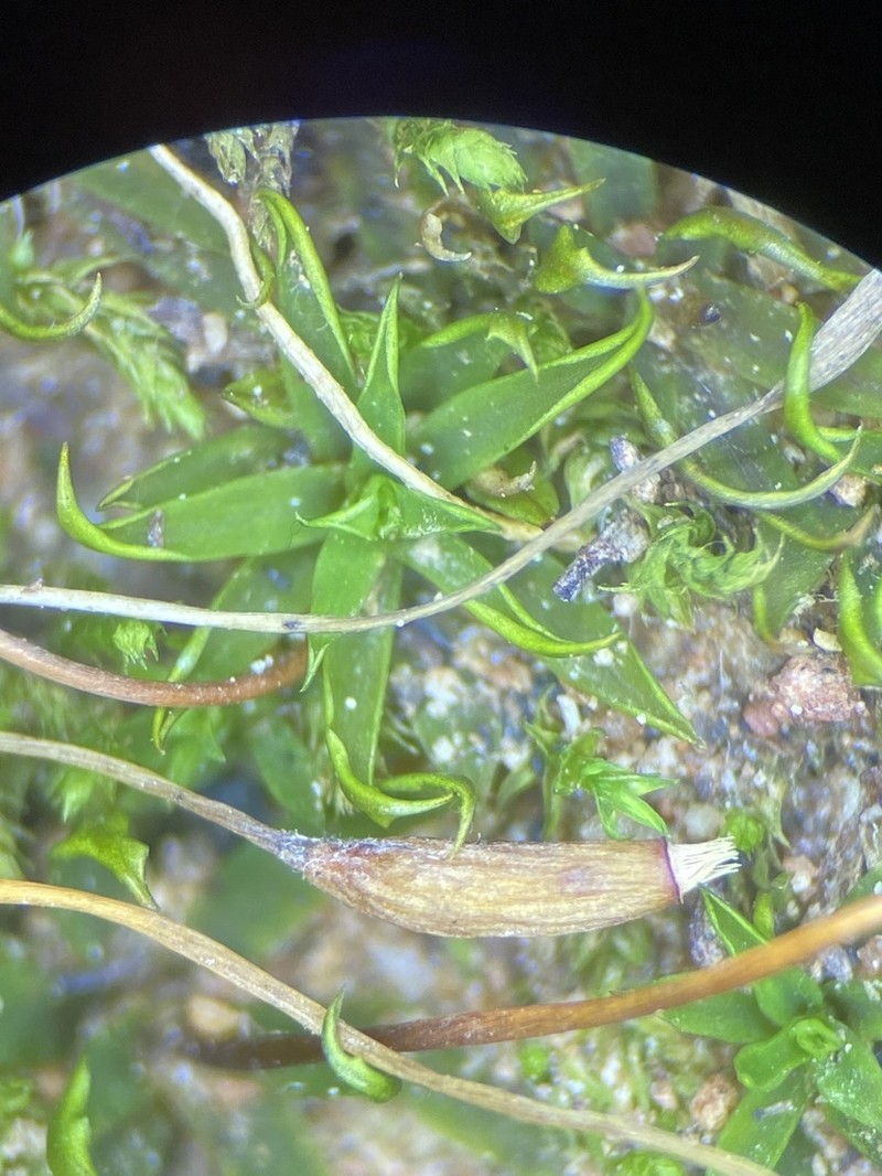 Timmiella Moss
