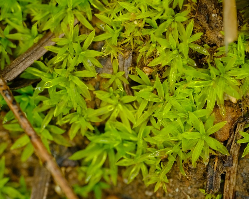 Timmiella Moss photo 2