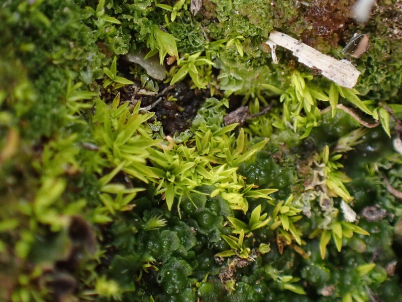 Timmiella Moss photo 3