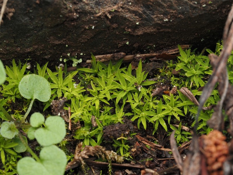 Timmiella Moss photo 4