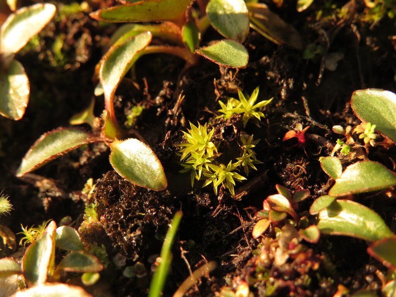 Timmiella Moss photo 5