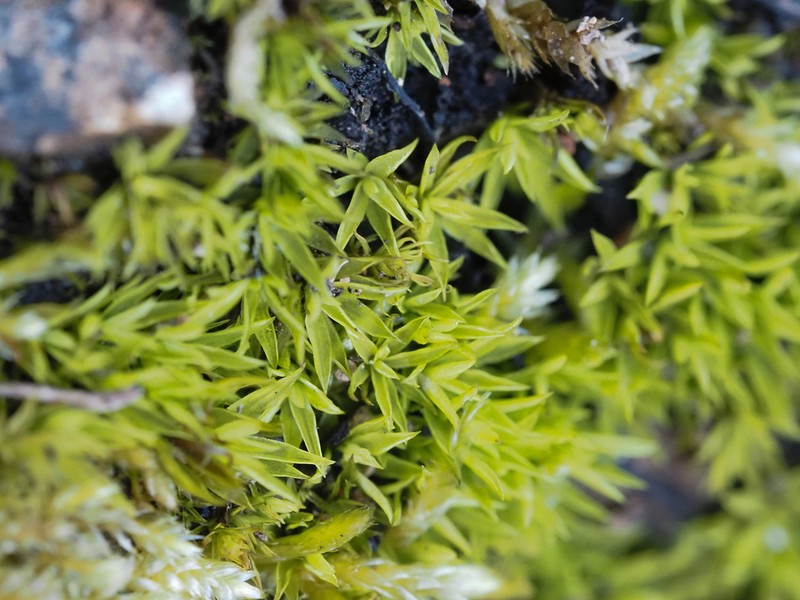 Timmiella Moss photo 6