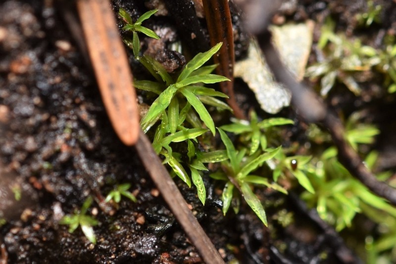Timmiella Moss photo 7