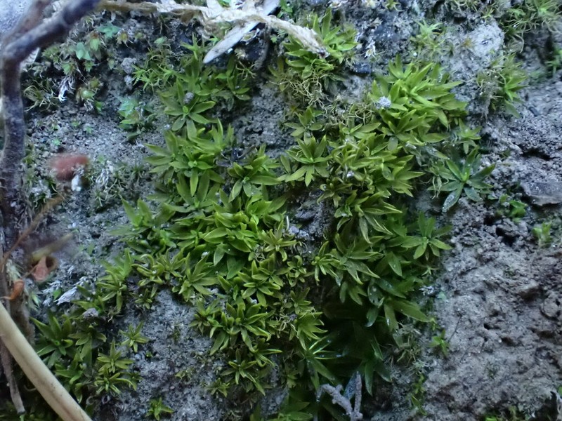 Timmiella Moss photo 8