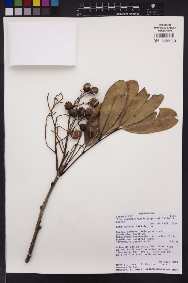 Tina antongiliensis