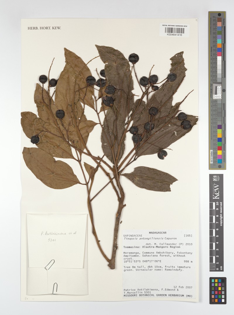 Tina antongiliensis photo 2