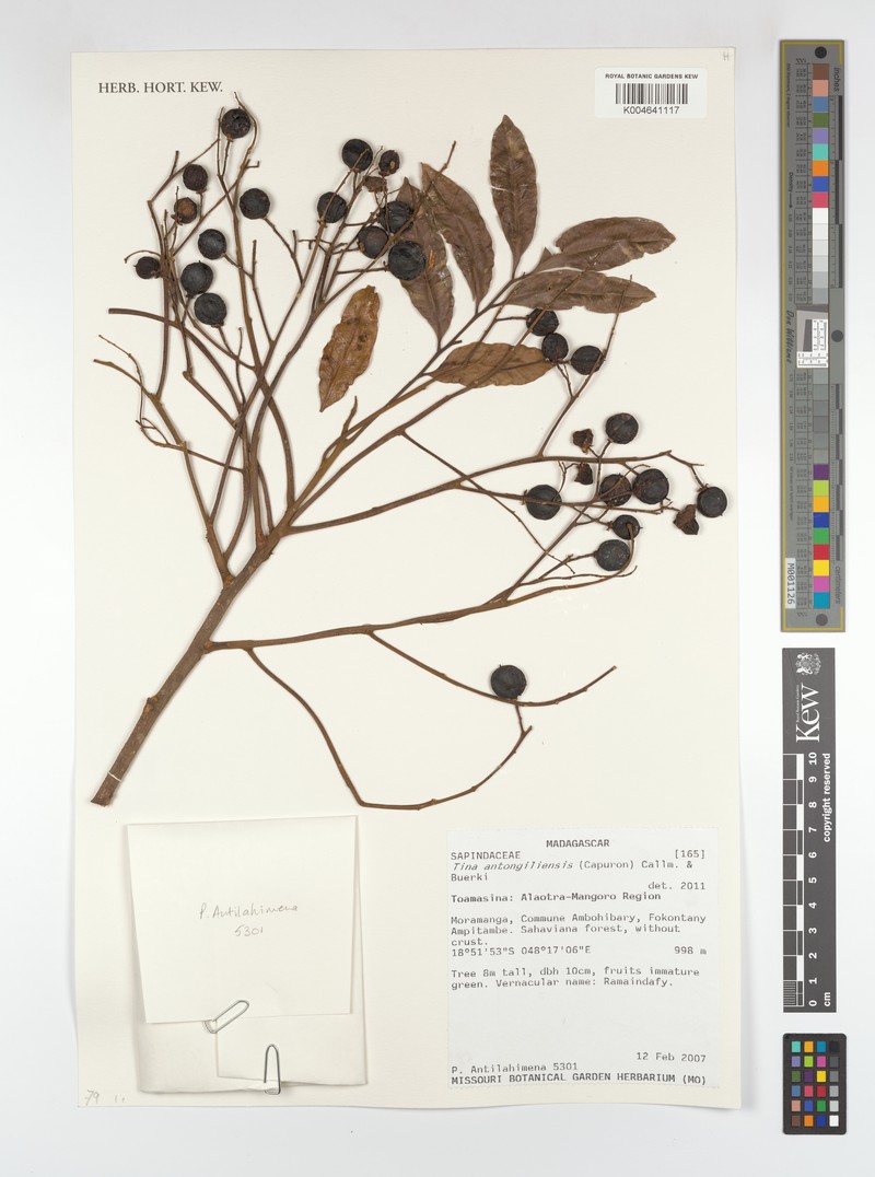 Tina antongiliensis photo 3