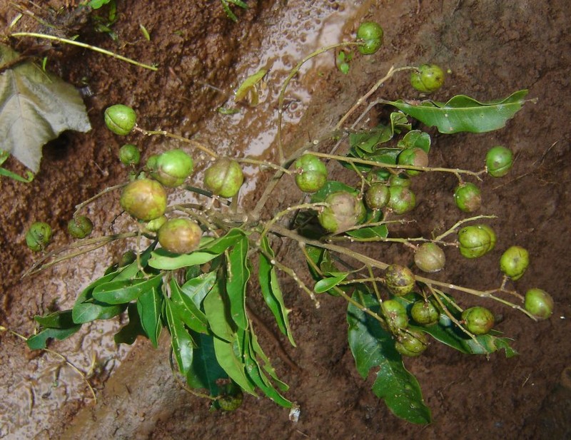 Tina antongiliensis photo 4