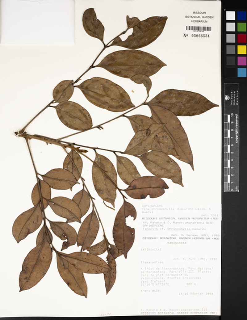 Tina chrysophylla