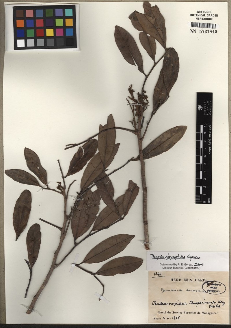 Tina chrysophylla photo 2