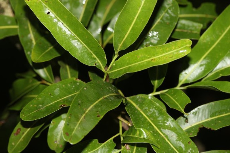 Tina dissitiflora photo 3