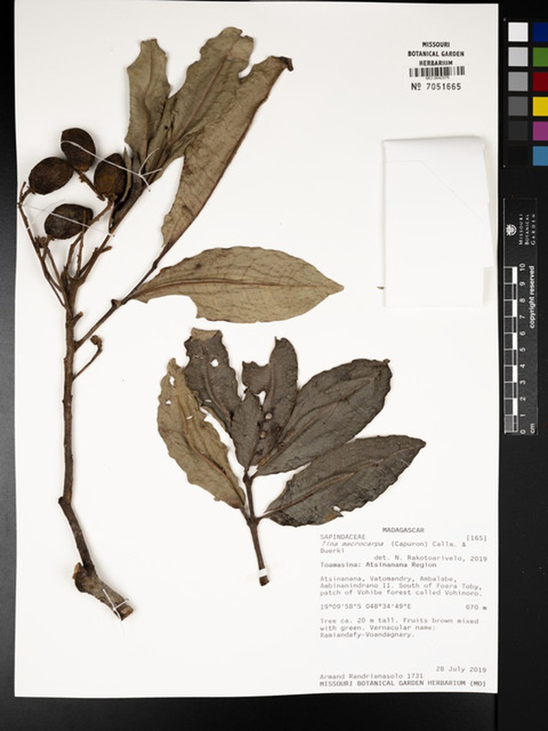 Tina macrocarpa